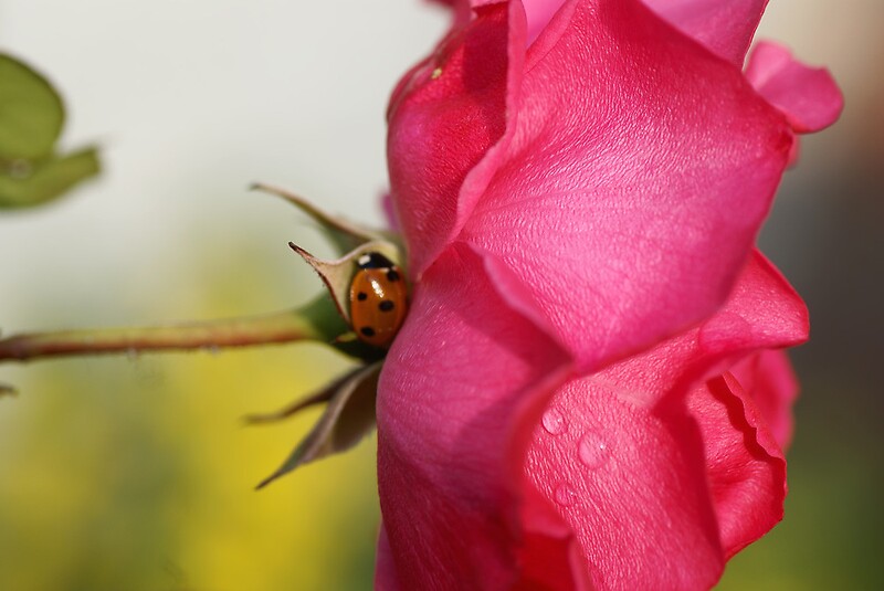 "The Ladybug and the Rose" by walstraasart Redbubble