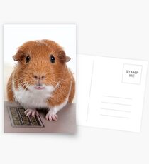 Guinea Pig Gets An Education Postcards