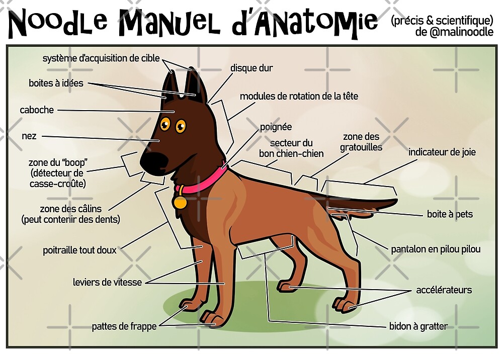 "Noodle's Guide to Anatomy (French)" by malinoodle Redbubble