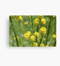 Yellow Canvas Print