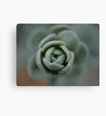 Succulent Rose Canvas Print