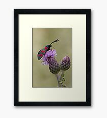 Six-spot Burnet Moth Framed Print