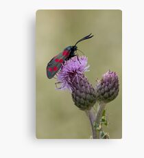 Six-spot Burnet Moth Canvas Print