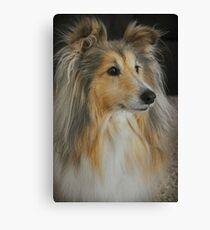 Sheltie Sheepdog Leinwanddruck