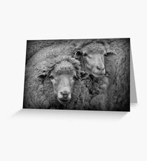 BAA baa Greeting Card