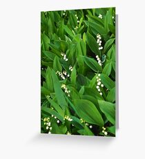 lily of the valley macro Greeting Card