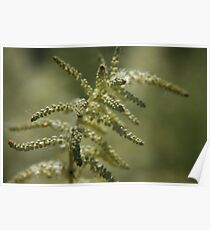 Bride's feathers Poster