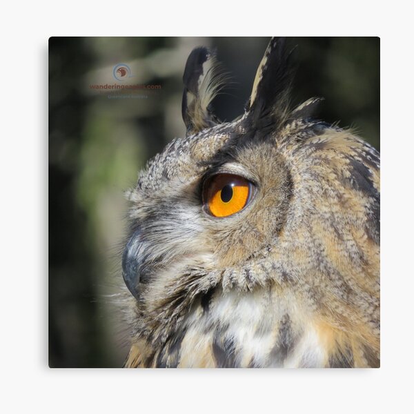 Eagle Owl Canvas Print