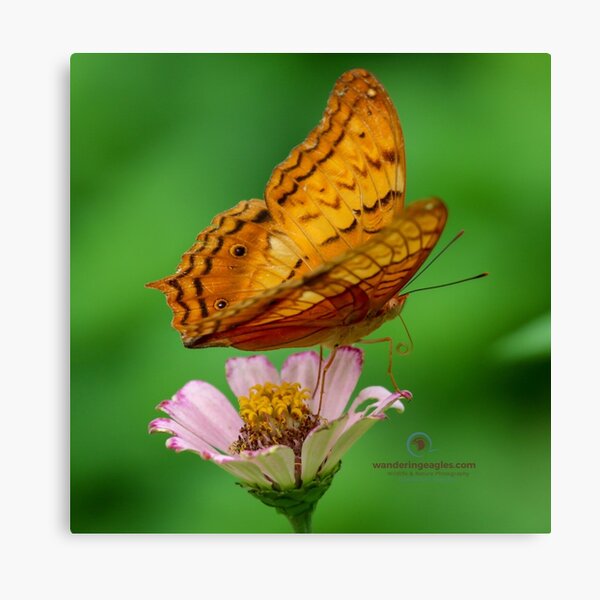 Common Cruiser butterfly Canvas Print