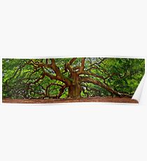 Angel Oak Tree Poster