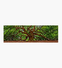 Angel Oak Tree Photographic Print