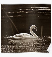 Swan at Wrest Park ~ Bedfordshire, England ~ 2011 Poster
