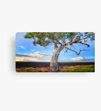 Sunrise Gumtree Canvas Print