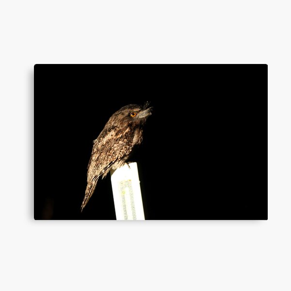 Tawny Frogmouth Canvas Print