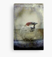 Sitting Pretty and Posing © Canvas Print