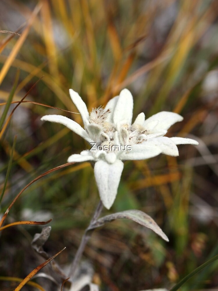 Alpine Edelweiss by Zosimus
