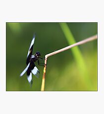 Lensbaby Dragonfly Photographic Print