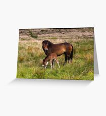 Exmoor Pony & Foal Greeting Card