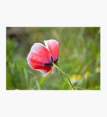 Little Poppy Photographic Print