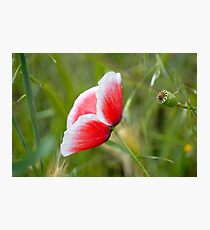 Little Poppy II Photographic Print