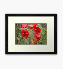 Poppies Framed Print