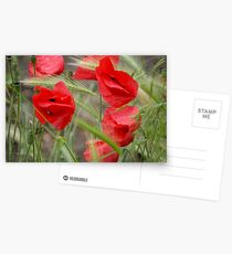 Poppies Postcards
