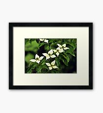 Five Star Location Framed Print