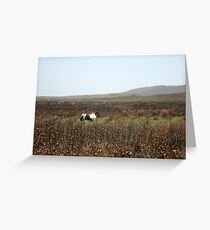 Brumby Greeting Card
