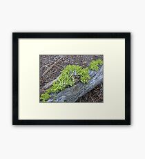 Wolf Lichen on a Branch Framed Print