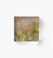 Seedhead... Acrylic Block