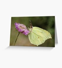 Brimstone Greeting Card