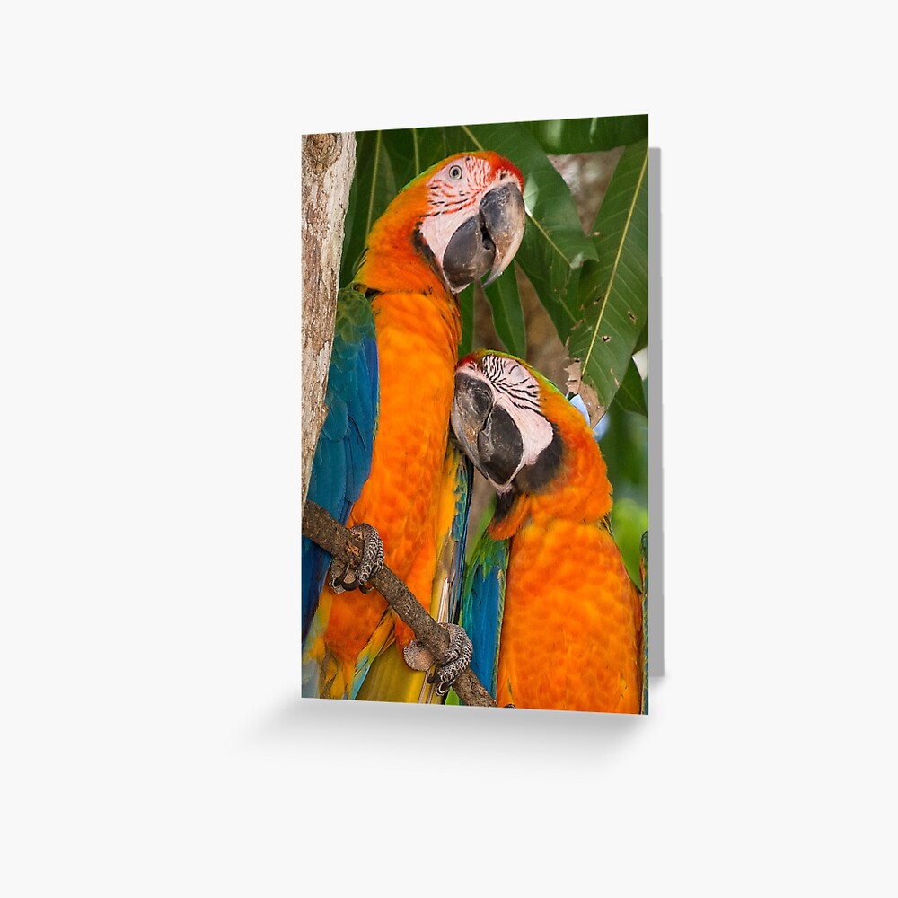 The Color of Love Greeting Card