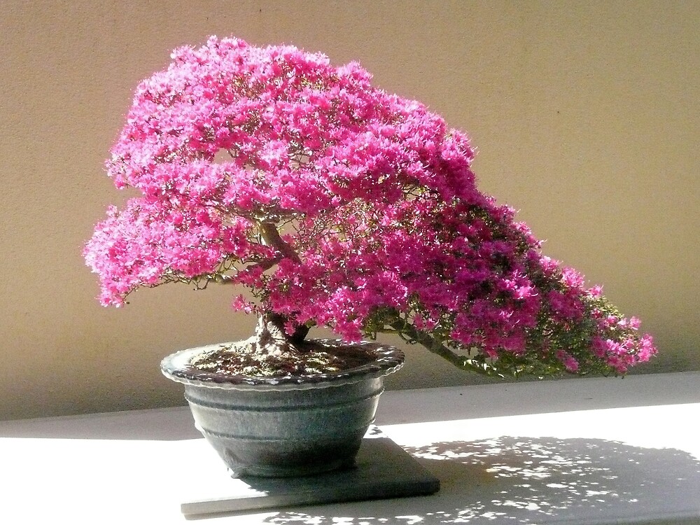 "Azalea Bonsai" by Paul Richardson Redbubble