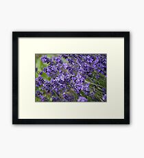 Lavender Framed Print