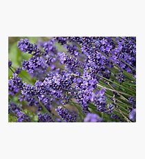 Lavender Photographic Print