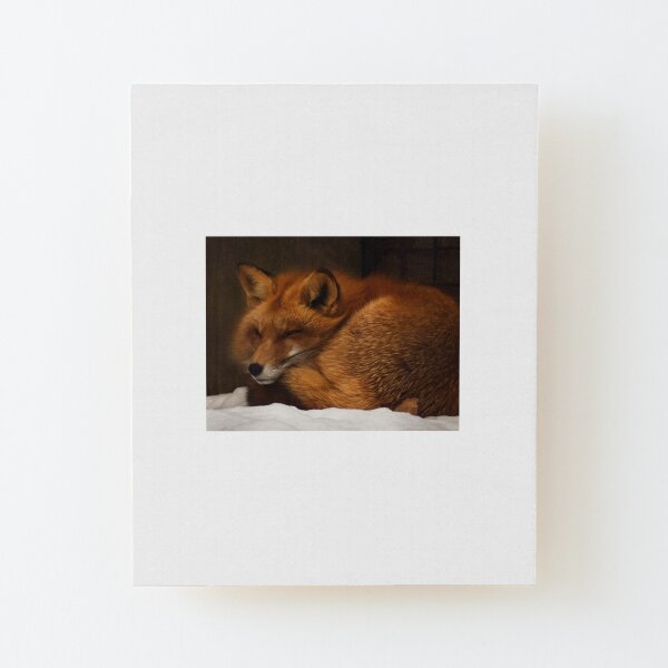 Fox Snuggled in the Snow Wood Mounted Print