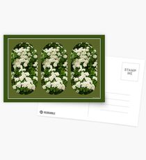 Doily 1 Postcards