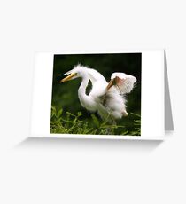 Baby Great White Egret Greeting Card