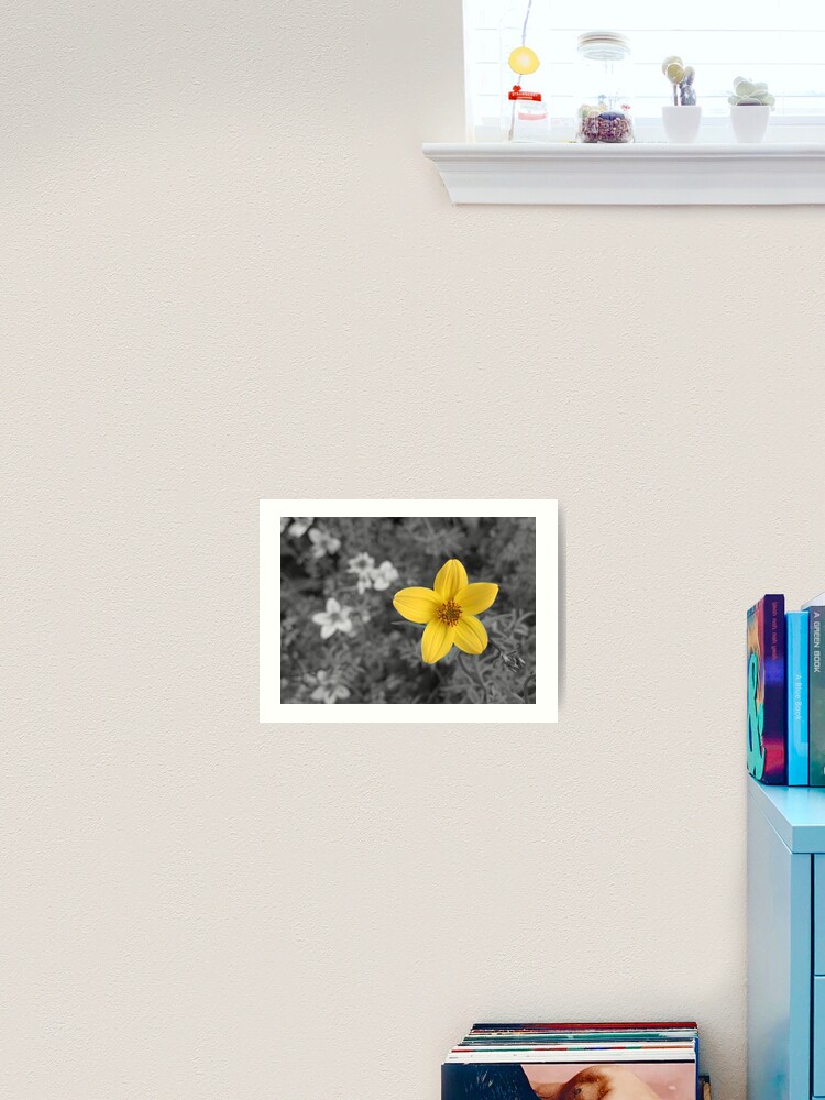 Yellow Flower Black White Background Art Print By Missomrs