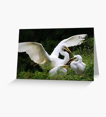 Mama Egret with her Babies Greeting Card