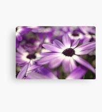 Purple senetti flowers Leinwanddruck