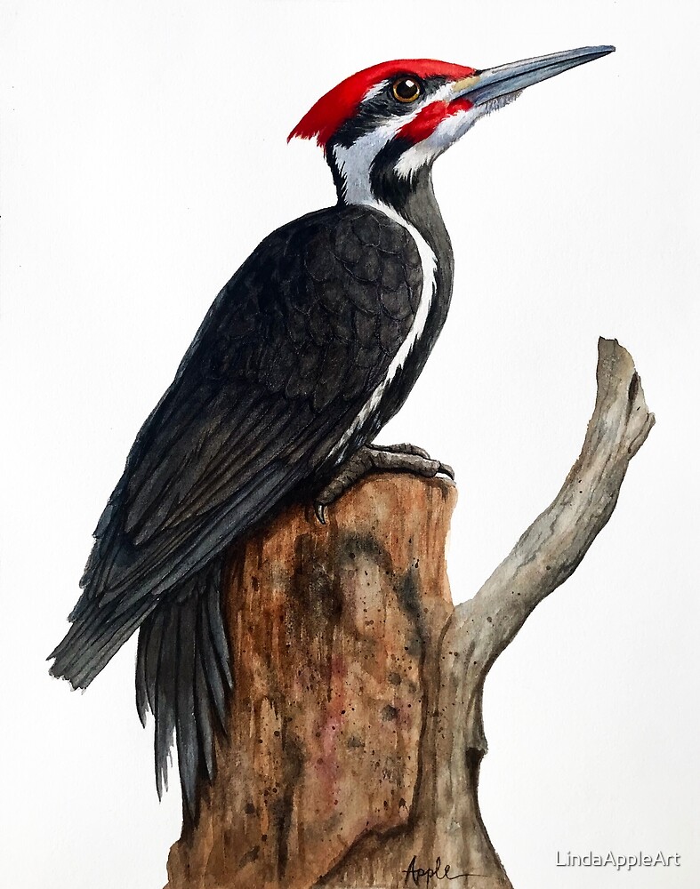 Watercolor painting of a woodpecker