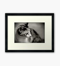 Playing Framed Print