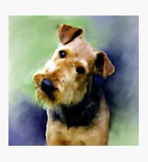 Curious Airedale Fotodruck