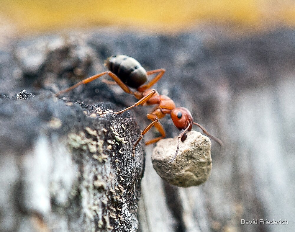 "How Much Weight Can an Ant Carry?" by David Friederich Redbubble