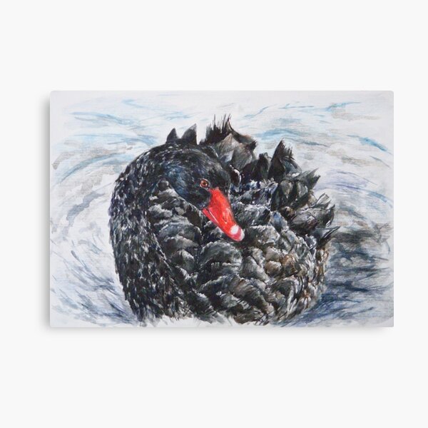 Black Swan Canvas Print