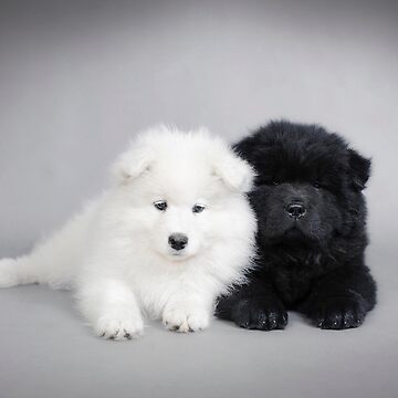 Samoyed x best sale chow chow