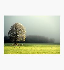 "LIGHT THROUGH THE MIST" Photographic Print
