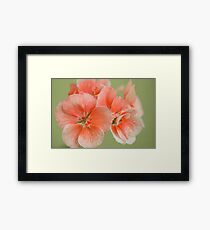 Geranium - Cranesbill Framed Print