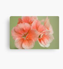 Geranium - Cranesbill Metal Print